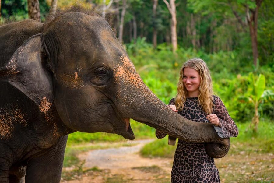 Phuket: Make & Meet The Gentle Giant Experience - Feeding elephants watermelon, bananas, and supplements