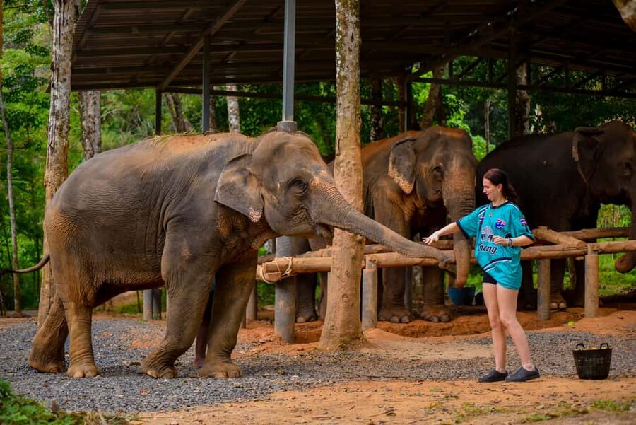 Phuket: Make & Meet The Gentle Giant Experience - What is included for $34