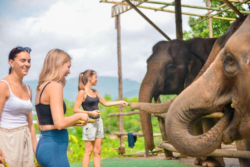 Phuket: Make & Meet The Gentle Giant Experience - Getting to Lily Elephant Camp