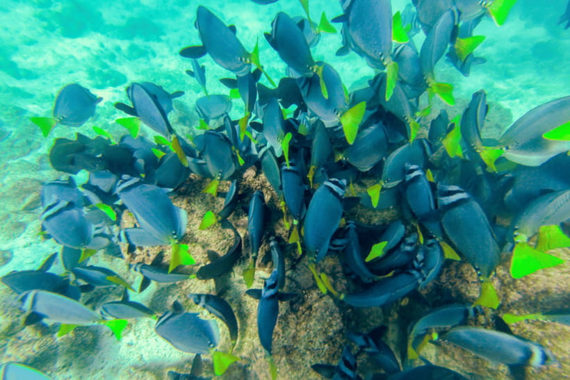 Phuket: Racha and Coral Islands Speedboat Trip with Lunch - Key points before you book