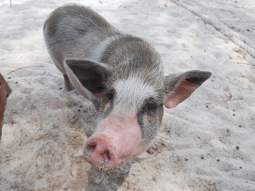 Pig Island(Koh Mudsum) and Koh Tan Half Day Snorkeling Tour - Koh Tan and the snorkeling question