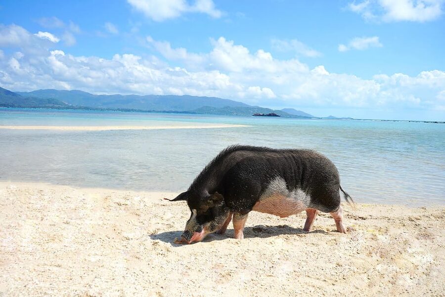 Pig Island(Koh Mudsum) and Koh Tan Half Day Snorkeling Tour - Who will enjoy this half-day trip