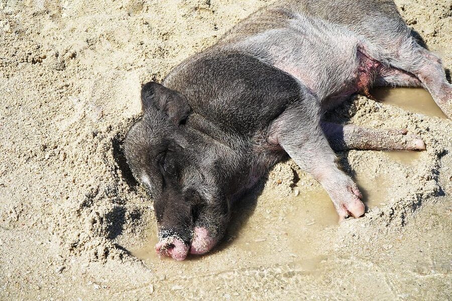 Pig Island(Koh Mudsum) and Koh Tan Half Day Snorkeling Tour - Should you book Pig Island and Koh Tan?