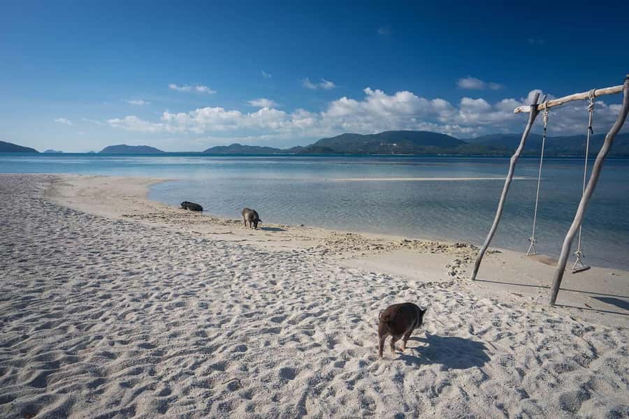 Pig Island(Koh Mudsum) and Koh Tan Half Day Snorkeling Tour - Leaving Koh Samui by speedboat