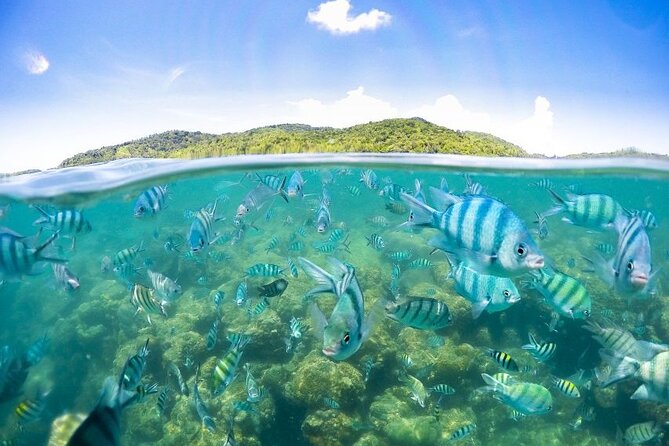 Pig Island Tour by Speedboat with Snorkeling - Buffet lunch beside the beach