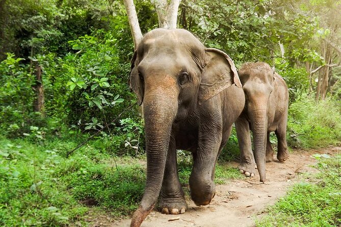 Private Tour to Kanchanaburi Death Railway and Elephant Haven - Bangkok to Kanchanaburi: a very full day