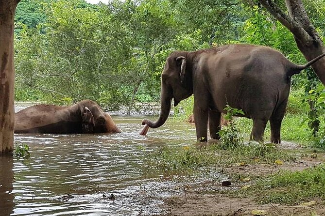 Private Tour to Kanchanaburi Death Railway and Elephant Haven - Lunch and the private touring advantage