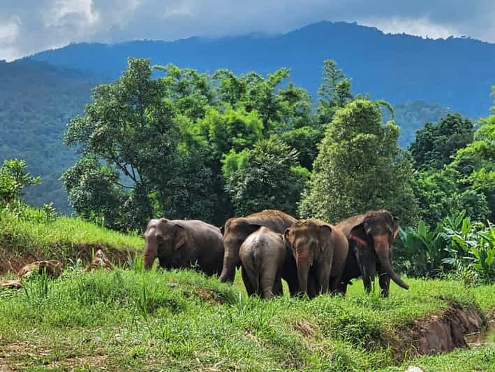 Rantong elephant sanctuary Chiangmai - Walking among elephants instead of riding them