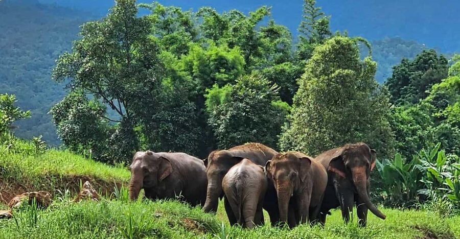 Rantong elephant sanctuary Chiangmai - Bathing the elephants and deciding your comfort level