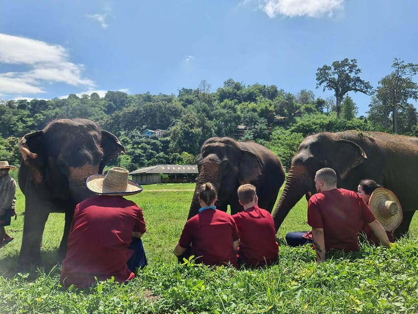 Rantong elephant sanctuary Chiangmai - A four-hour outing with transport from the Old City