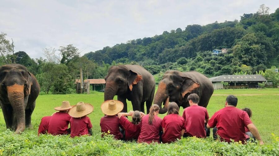 Rantong elephant sanctuary Chiangmai - What the price of $57 really covers