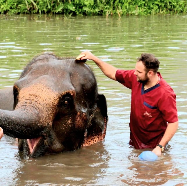Rantong elephant sanctuary Chiangmai - Feeding elephants and learning their gentle side