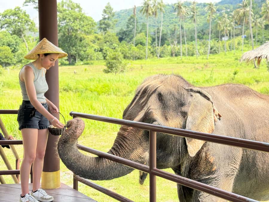 Samui:Elephant Jungle experience & The First Elephant Museum - Why the museum comes before the elephants