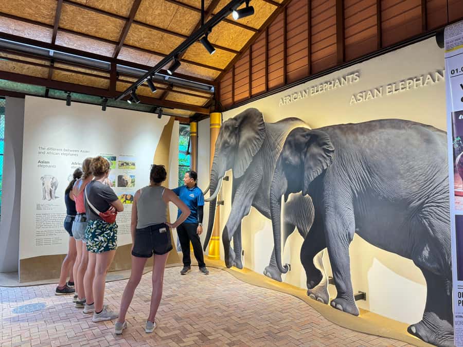Samui:Elephant Jungle experience & The First Elephant Museum - How elephants handle Samui’s heat