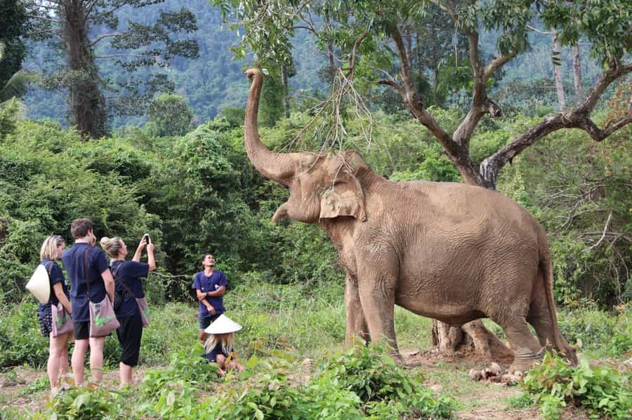 Samui:Elephant Jungle experience & The First Elephant Museum - Is $64 a fair price?