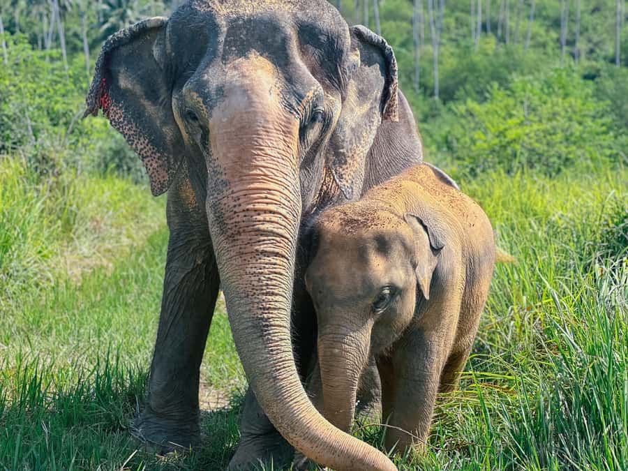 Samui:Elephant Jungle experience & The First Elephant Museum - Should you book Samui Elephant Home?