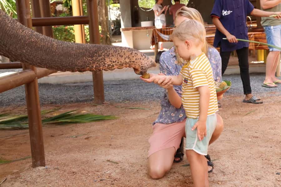 Samui: Elephant Nutrition and Care Education Experience - Why the nursery feels different from a standard elephant stop