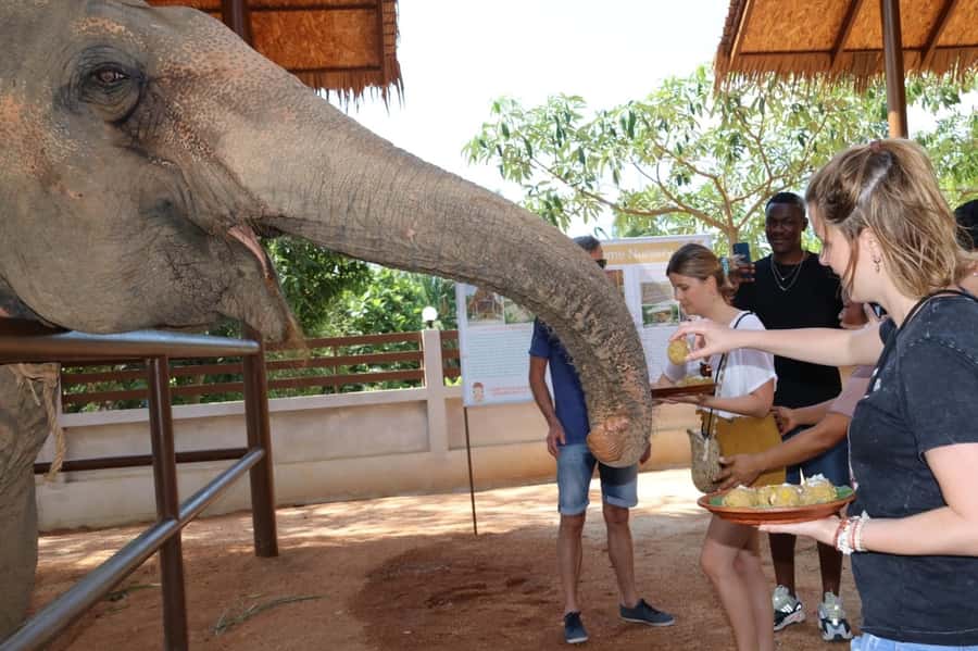 Samui: Elephant Nutrition and Care Education Experience - Arriving at Samui Elephant Home