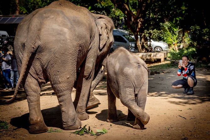 Scooter Adventure with elephants, views and FUN drive yourself - Should you book this scooter adventure?