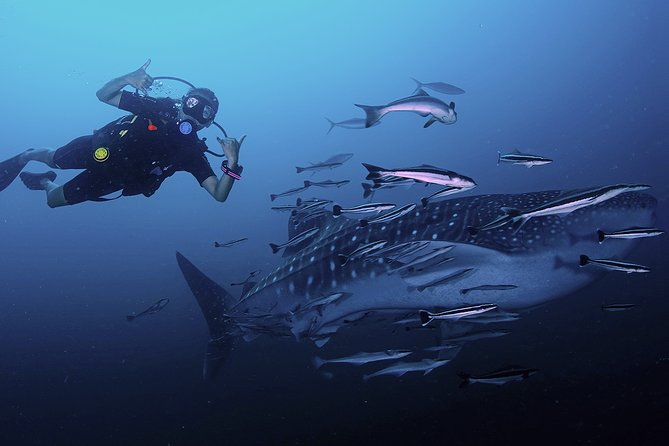 Scuba Dive in Koh Lanta, Thailand - Key points to know before booking