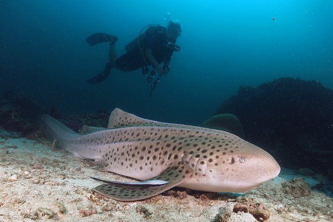 Scuba Dive in Koh Lanta, Thailand - The practical rhythm from hotel to open water