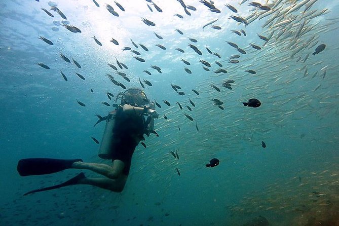 Scuba Diving Day Trip at Koh Chang – 2 Dives - Choosing between a Thai warship and protected reefs