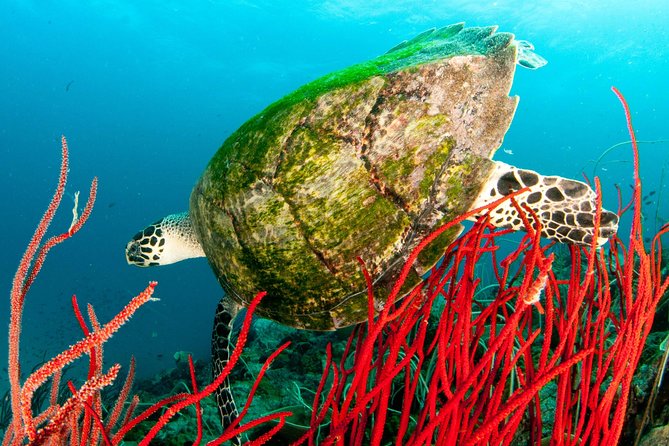 Scuba Diving Day Trip at Koh Chang – 2 Dives - Equipment, lunch, and the value of the package