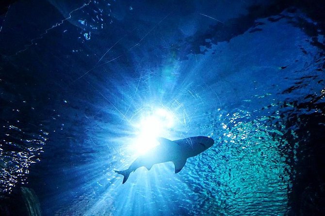 Sea Life Bangkok Ocean World Tickets - A large aquarium inside Bangkok’s Siam district