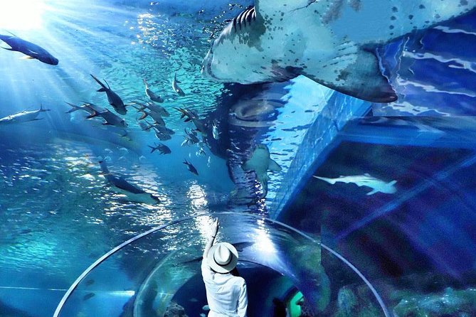Sea Life Bangkok Ocean World Tickets - Why the advance ticket can be worth the $44 price