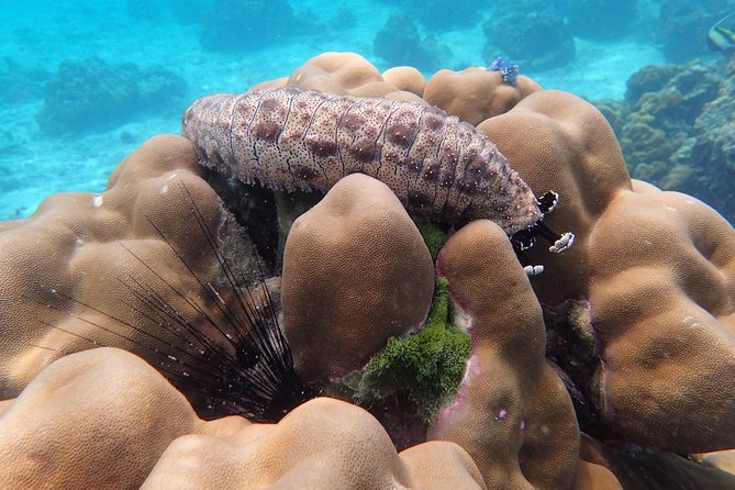 Snorkel Adventure Sea Tour to Koh Rok and Koh Haa from Koh Lanta - The speedboat ride is the main comfort question