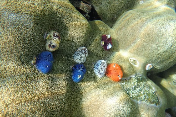 Snorkel Adventure Sea Tour to Koh Rok and Koh Haa from Koh Lanta - Small details that improve the day