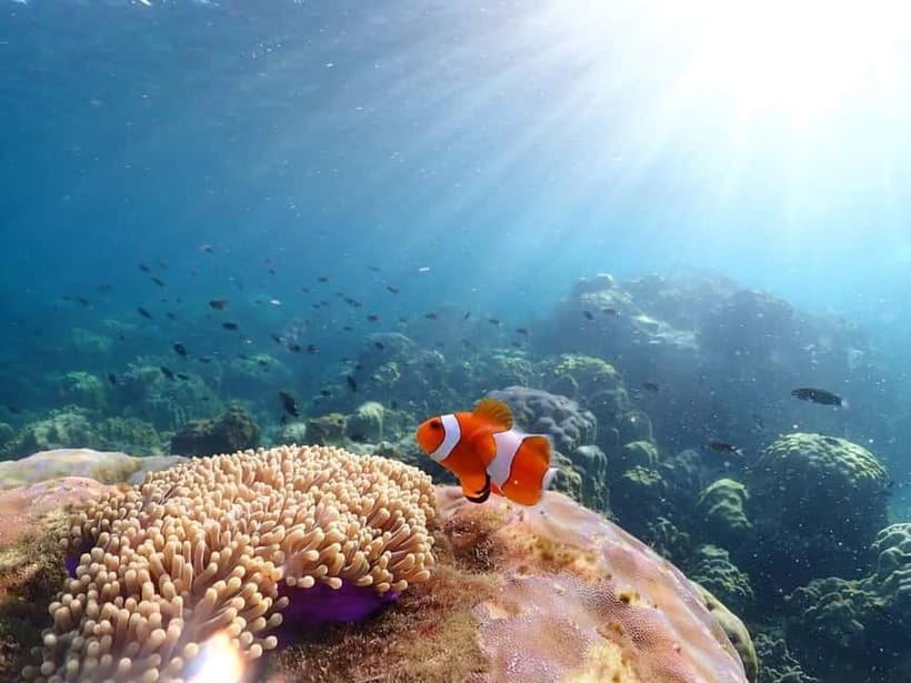 Snorkel & Chill: Nemo Island Trip from Pattaya - Should you book Nemo Island?