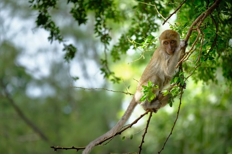 Sok River: Bamboo Raft Ride, Monkey Temple & View Point Tour - One peaceful hour on the Sok River