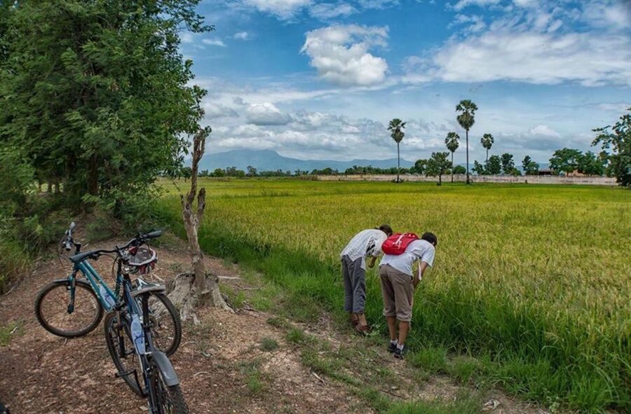 Sukhothai: Half-Day Countryside Bike Tour - How the $32 Price Holds Up