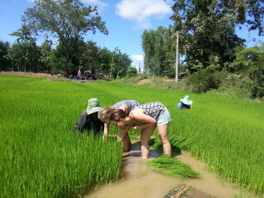 Sukhothai: Half-Day Countryside Bike Tour - Who Should Take This Ride