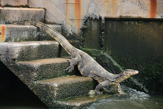 Timeless Thonburi Canal and Food Tour - Roll noodles bring you back to the market