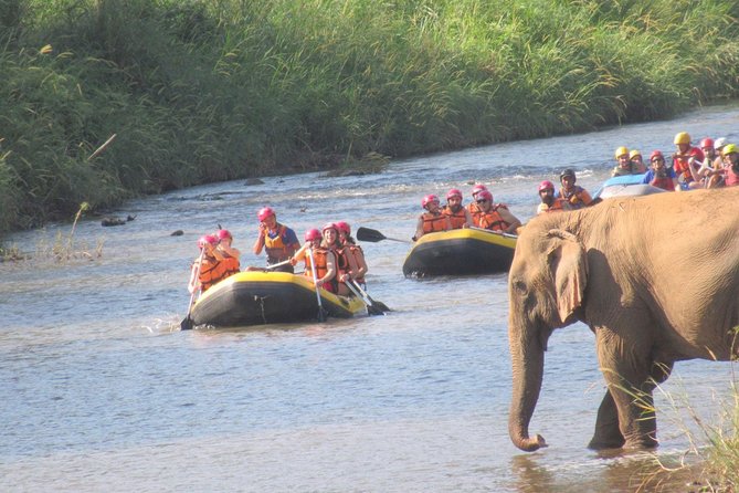Top Pick - Full or Half Day @Elephant in Wild Sanctuary ChiangMai - Thai lunch and changing clothes